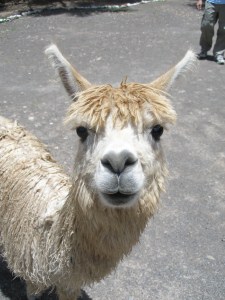 llama